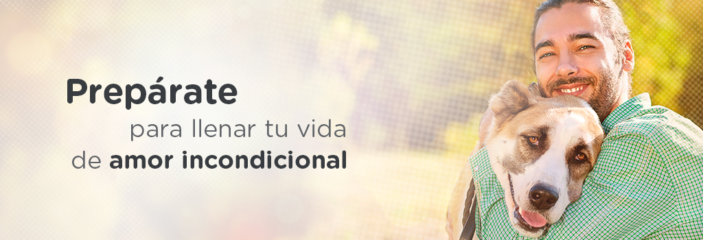 adoptar