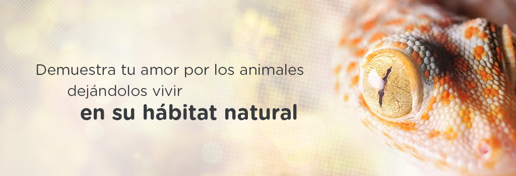 animales no